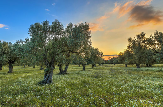 Alce Nero: dal 1978 agricoltori biologici