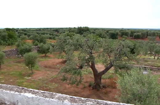 Masseria Brancati, l’oro di famiglia